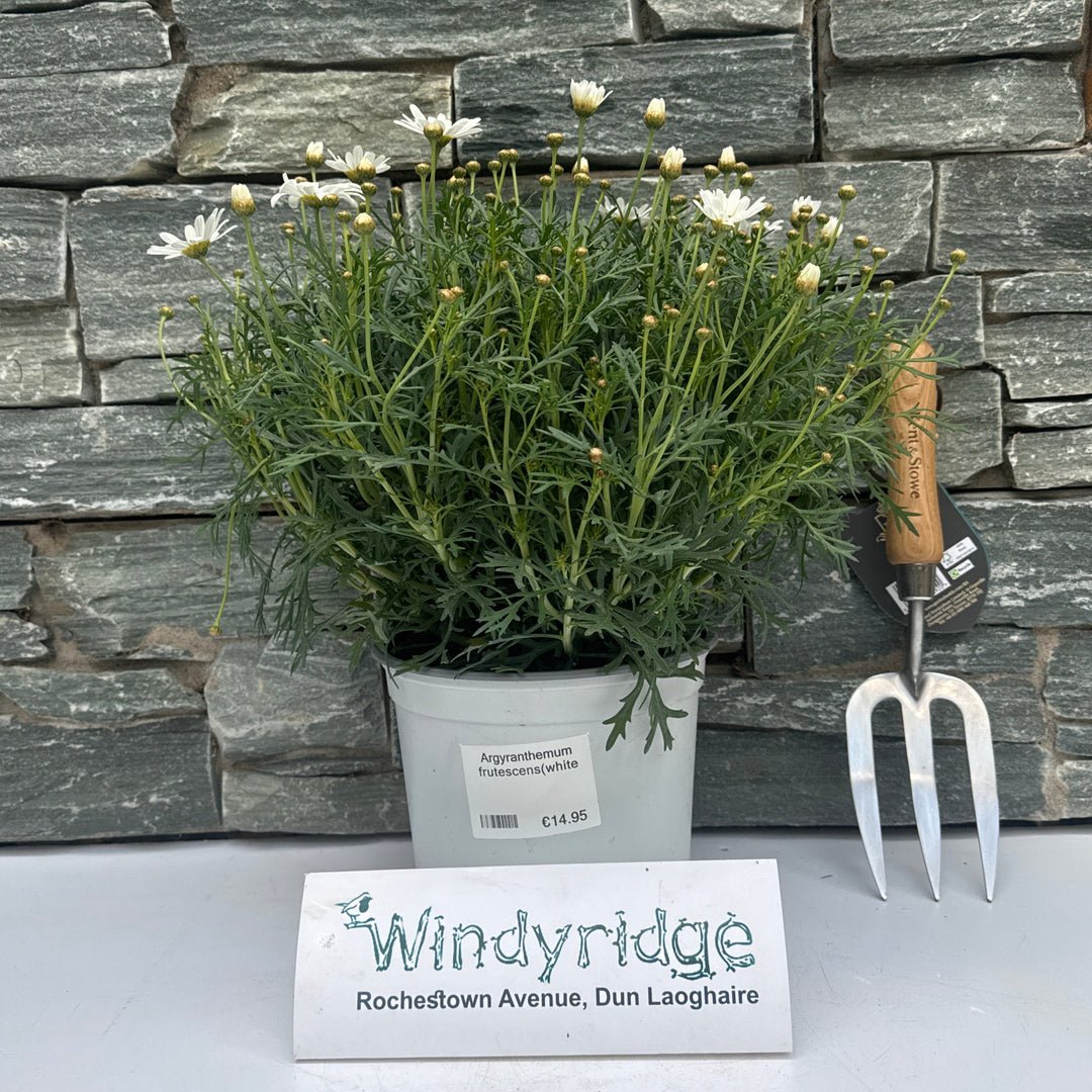 Argyranthemum frutescens(white)  P19