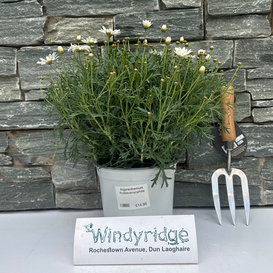 Argyranthemum Frutescens(White)  P19 - Herbaceous - Windyridge Garden Centre