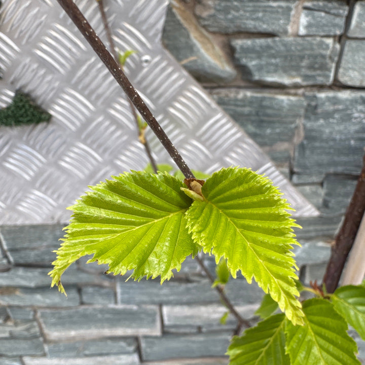 BETULA ALBOSINENSIS FASCINATION