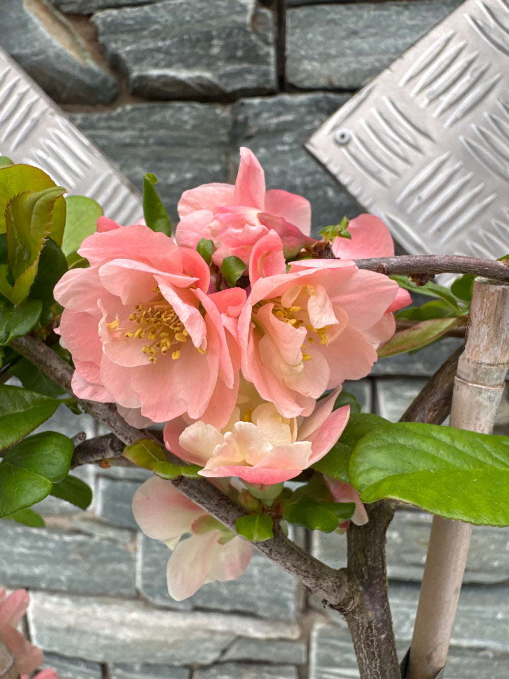 Chaenomeles Scarlet Storm - Climbers - Windyridge Garden Centre