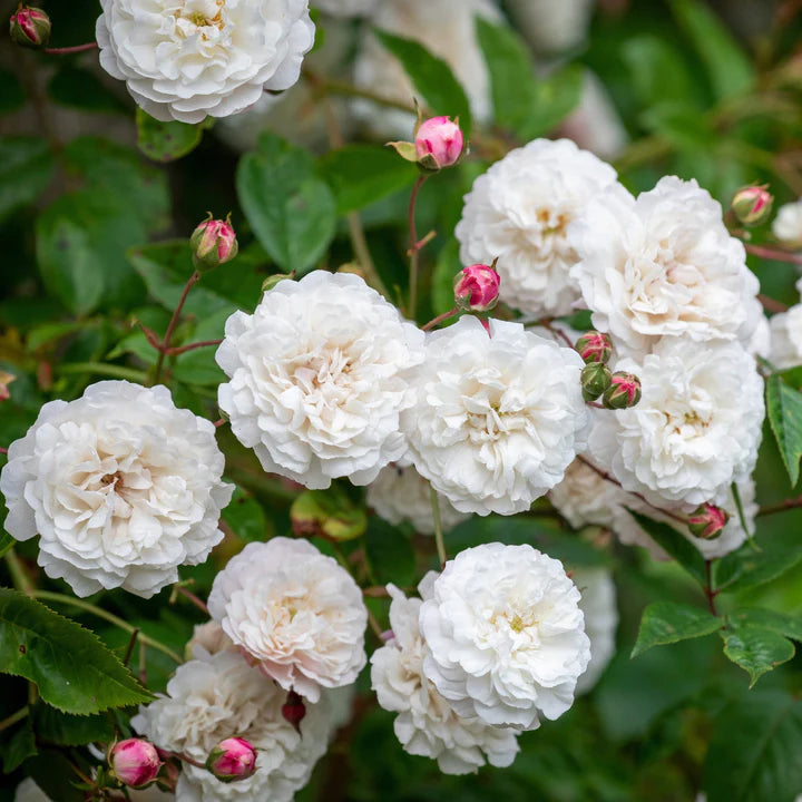 ROSA-FELICITE-ET-PERPETUE-Flower-1