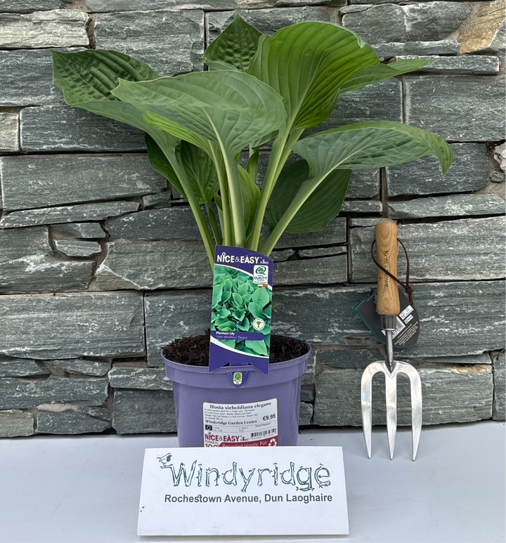 Hosta sieboldiana elegans