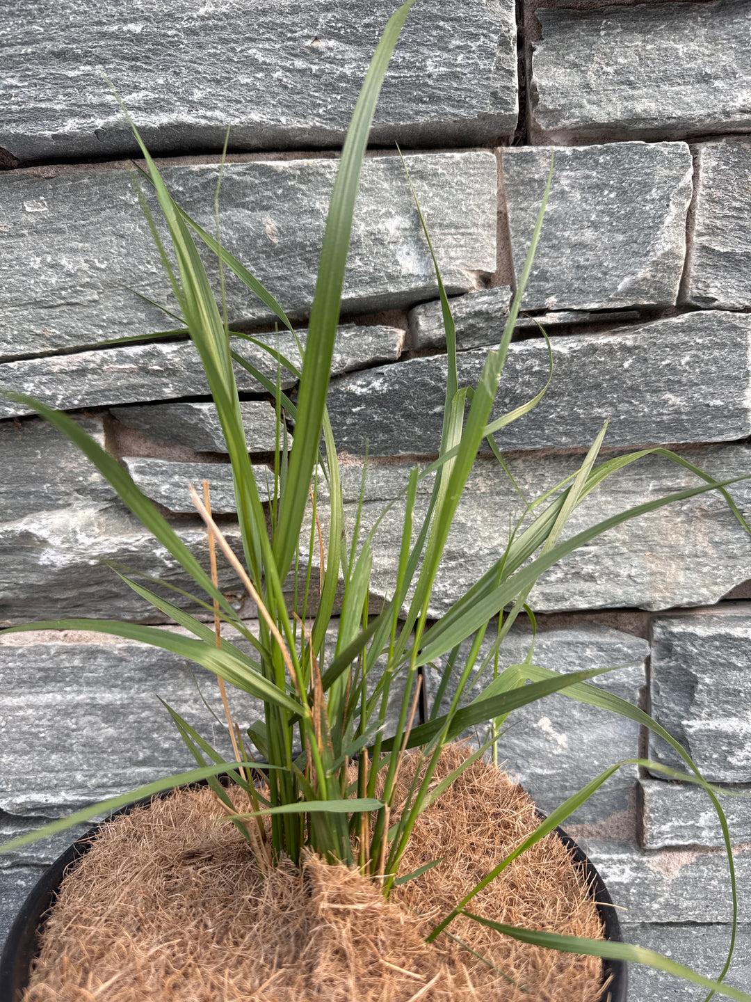 CALAMAGROSTIS acut. Karl Foerster