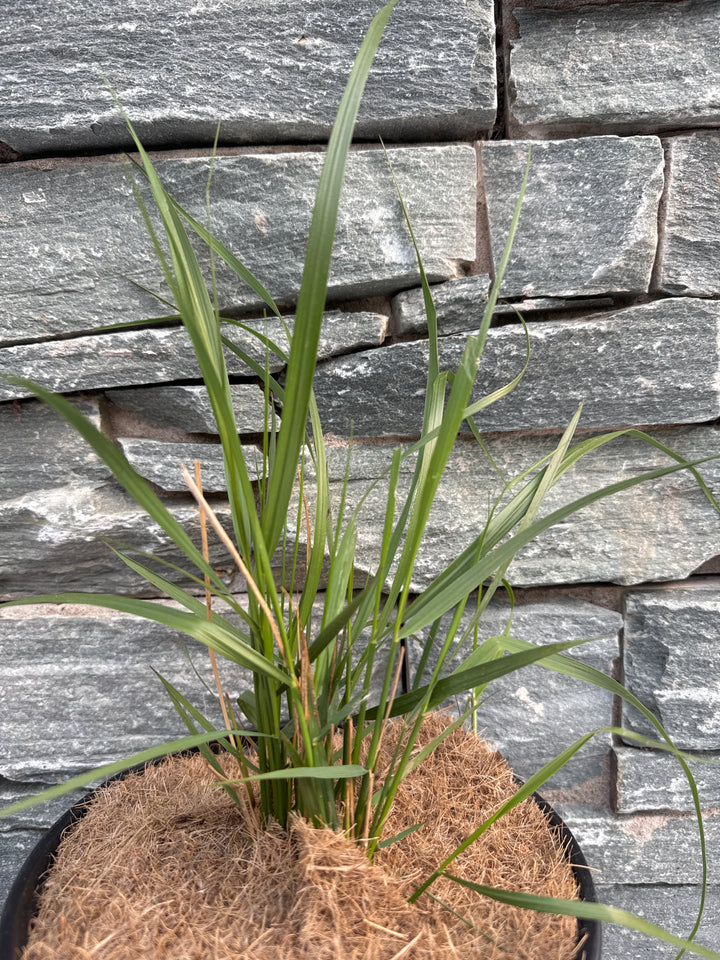 CALAMAGROSTIS acut. Karl Foerster