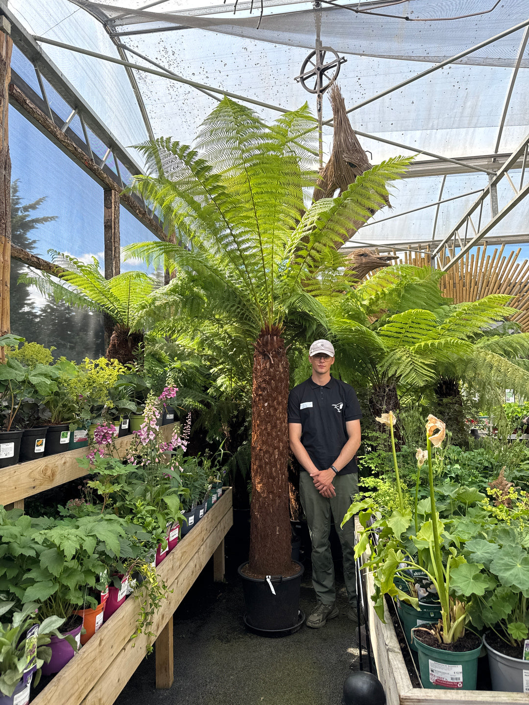 Dicksonia Antarctica 180 6 foot