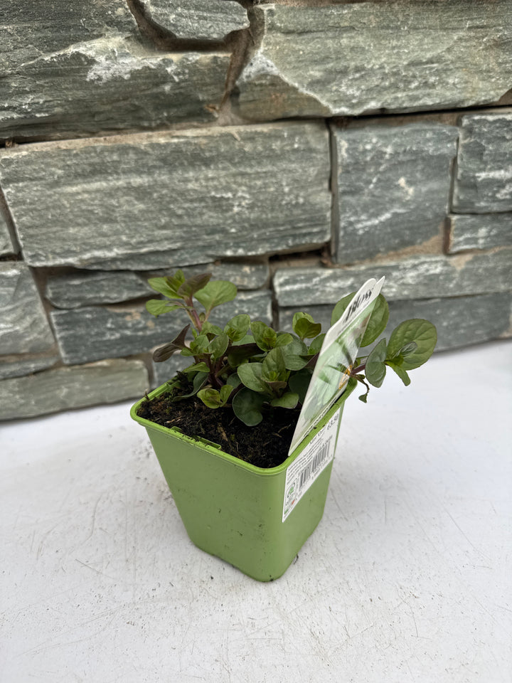 Mint Orange