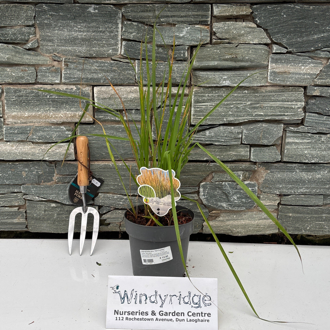 Calamagrostis acut. 'Karl Foerster' 2 Ltr pot