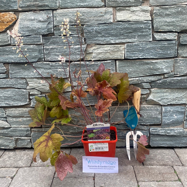 Coral Bells Heucherella Sweet Tea (2Ltr Pot)