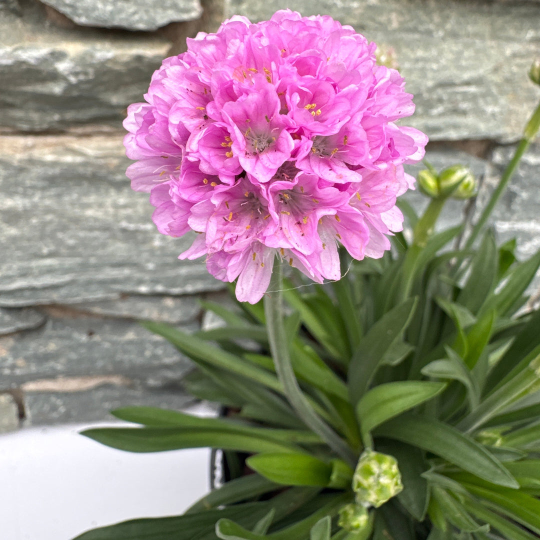 ARMERIA Dreameria Sweet Dreams