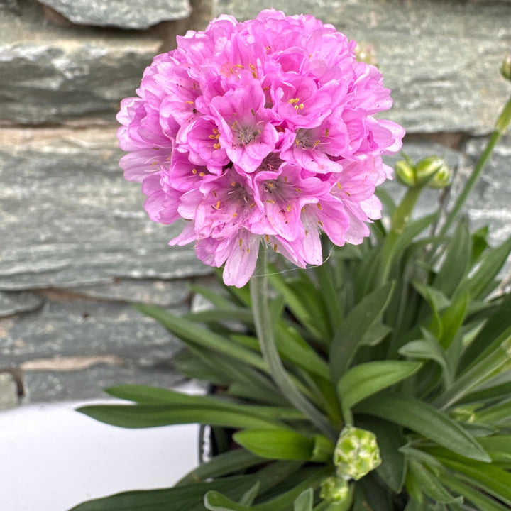 ARMERIA Dreameria Sweet Dreams