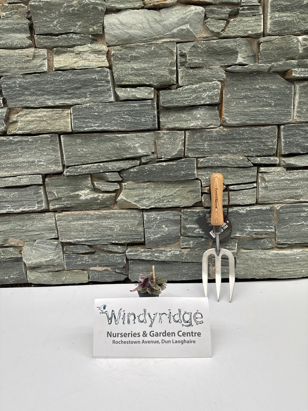 Tradescantia Sweetness