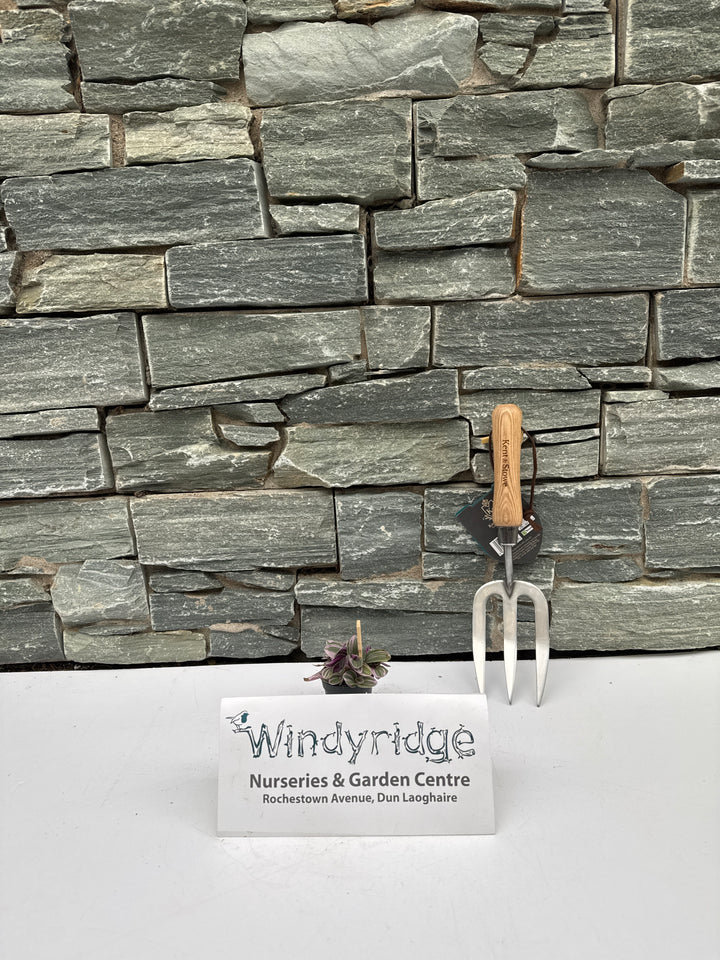 Tradescantia Sweetness