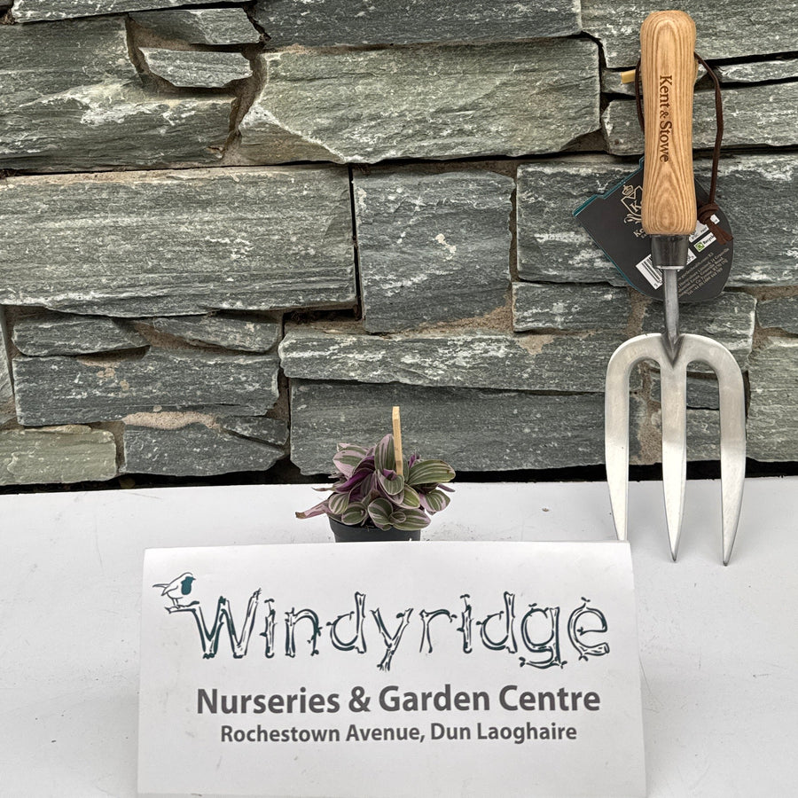 Tradescantia 'Sweetness'Â® P 5,5 - Indoor Plants - Windyridge Garden Centre