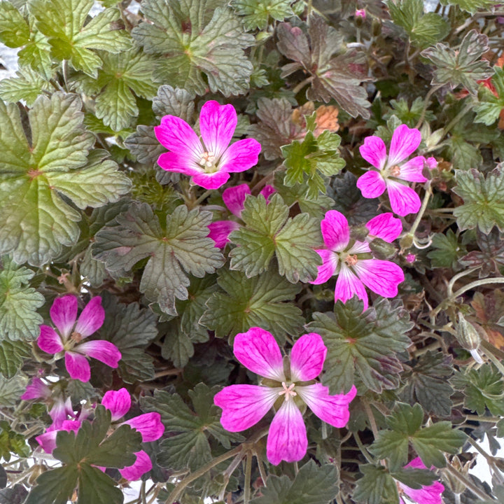 GERANIUM Orkney Cherry 3Ltr Pot