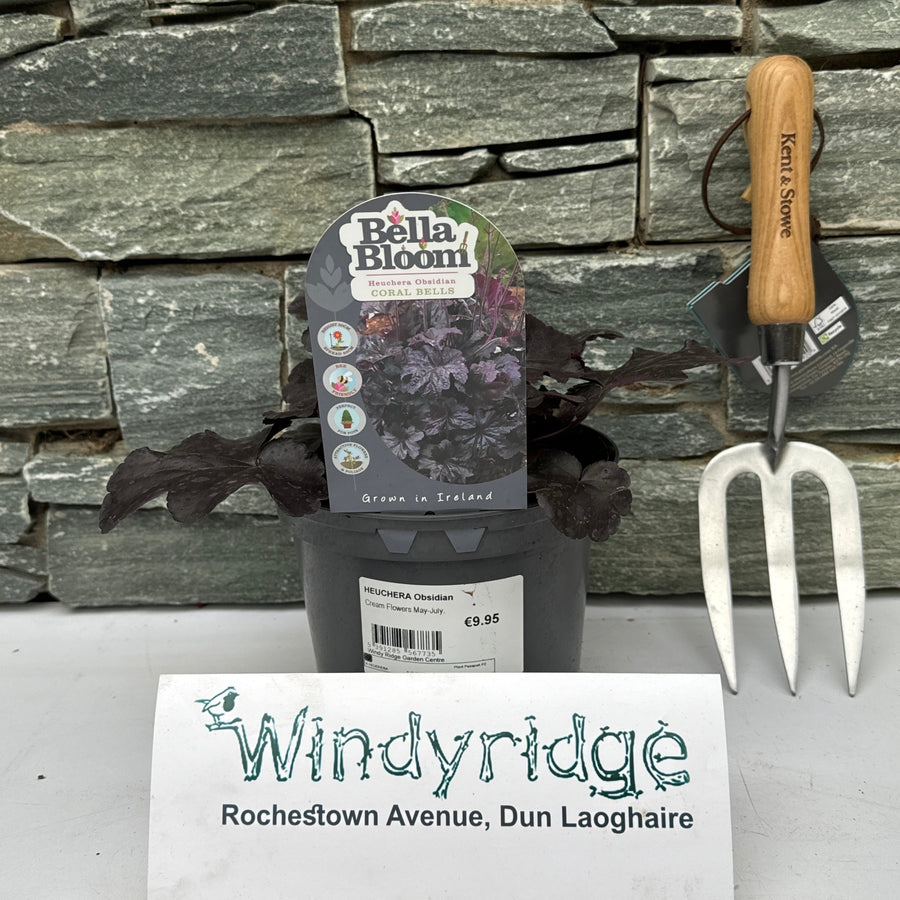 Heuchera Obsidian - Herbaceous - Windyridge Garden Centre