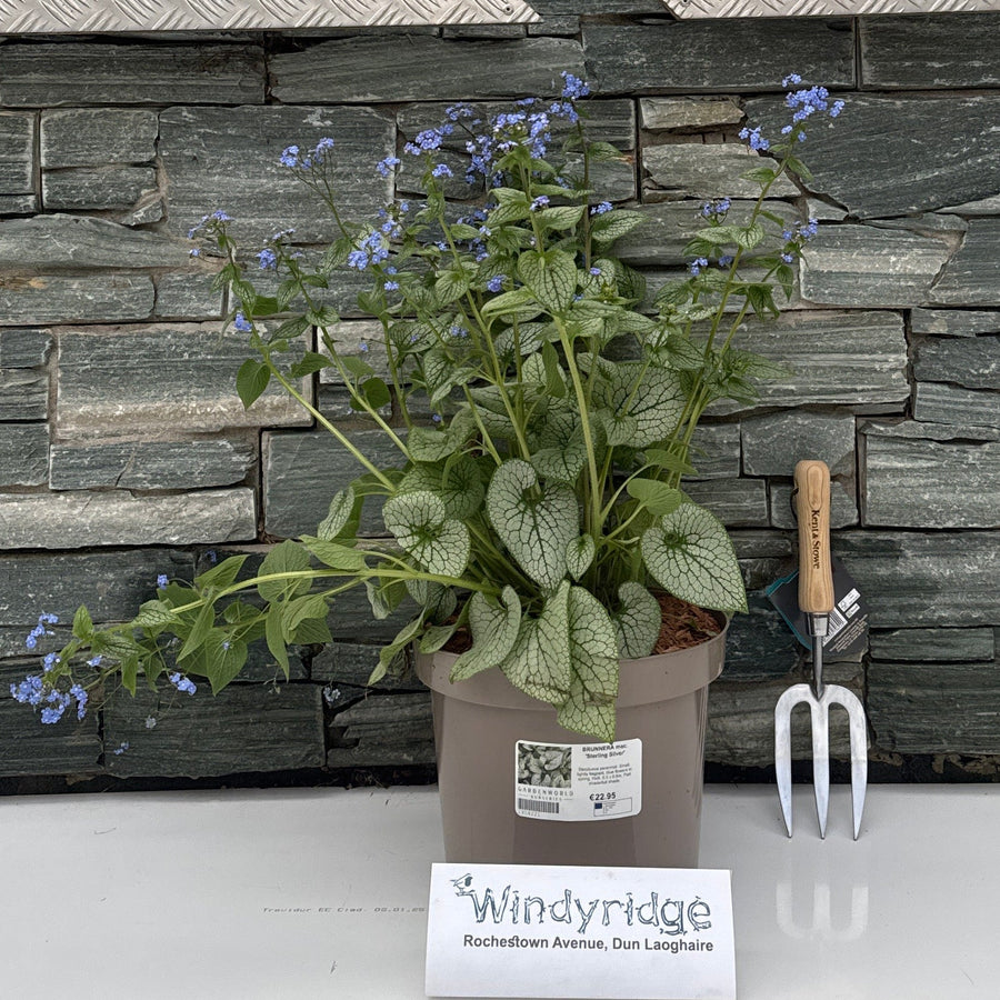 Brunnera Mac. 'Sterling Silver' - Herbaceous - Windyridge Garden Centre
