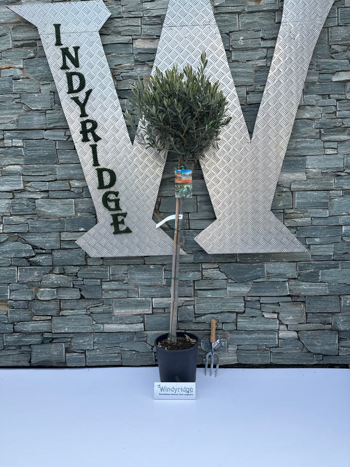Olive Tree Olea europaea (28cm Pot)