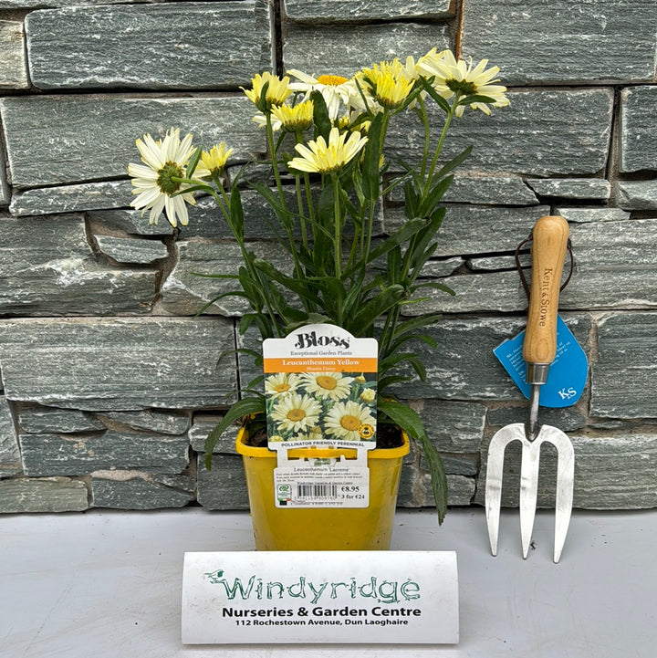 Leucanthemum Lacreme