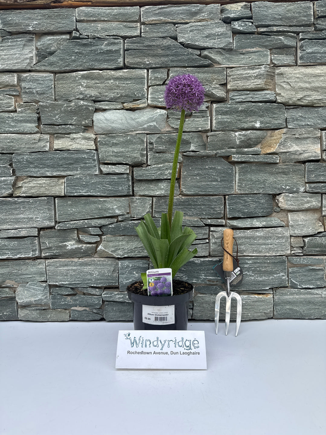 Allium Globemaster - Herbaceous - Windyridge Garden Centre