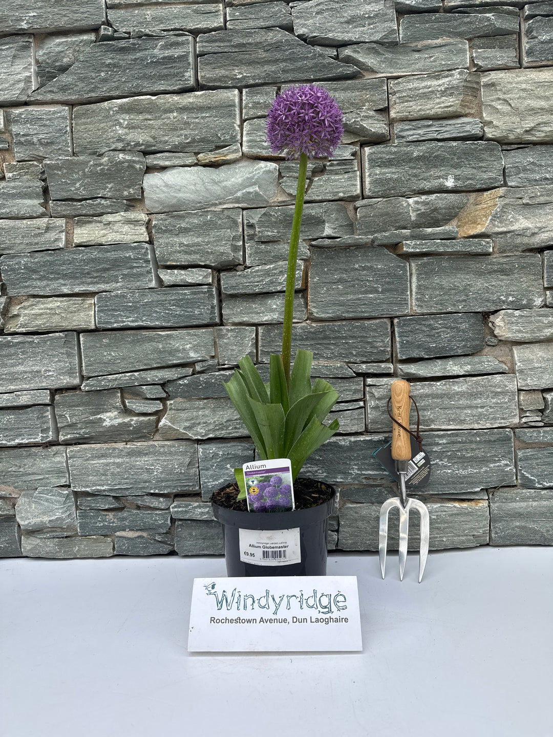 Allium Globemaster - Herbaceous - Windyridge Garden Centre