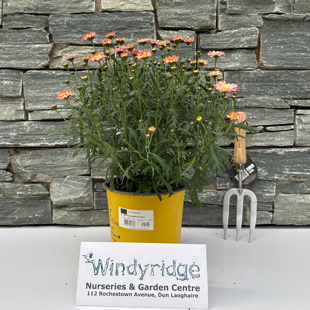 ARGYRANTHEMUM MIXED