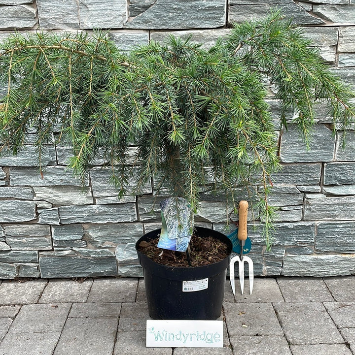 Cedrus deod. Feelin Blue  50 CM STEM C10