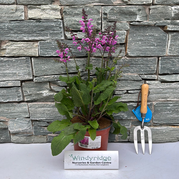 SALVIA Fashionista Pretty in Pink