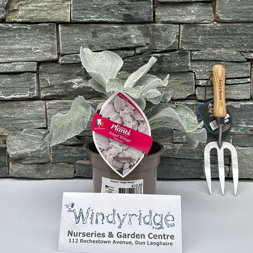 Senecio Angel Wings
