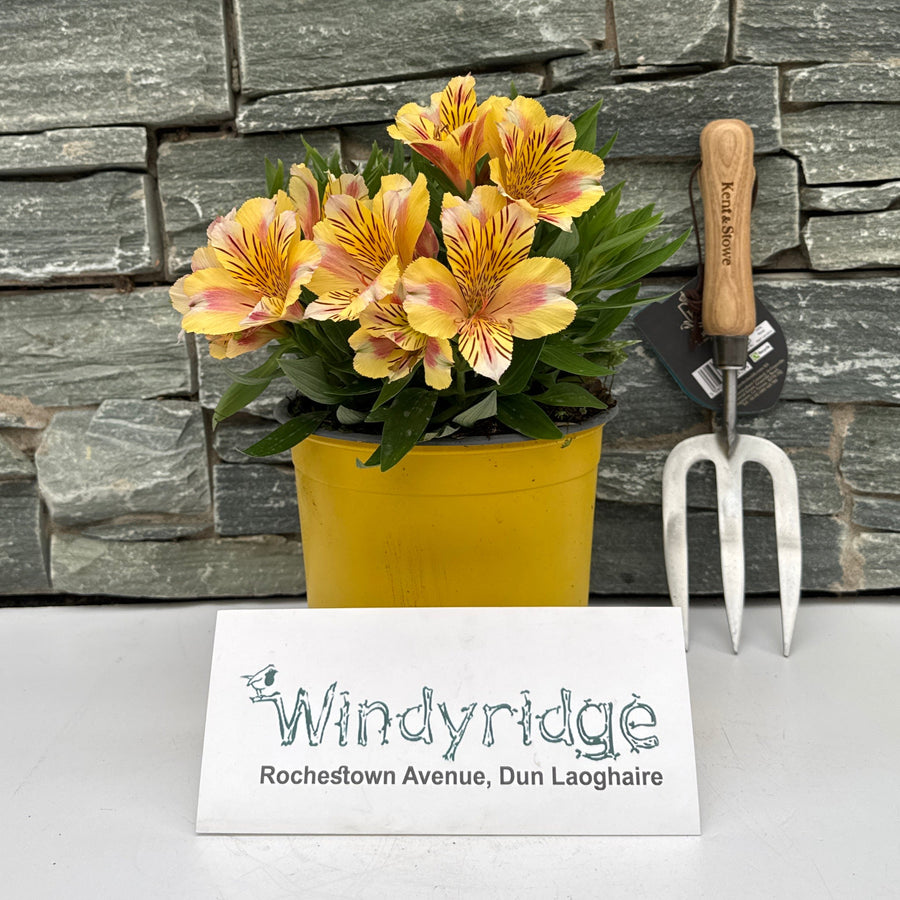Alstroemeria Colorita Sara 3Ltr Pot - Herbaceous - Windyridge Garden Centre