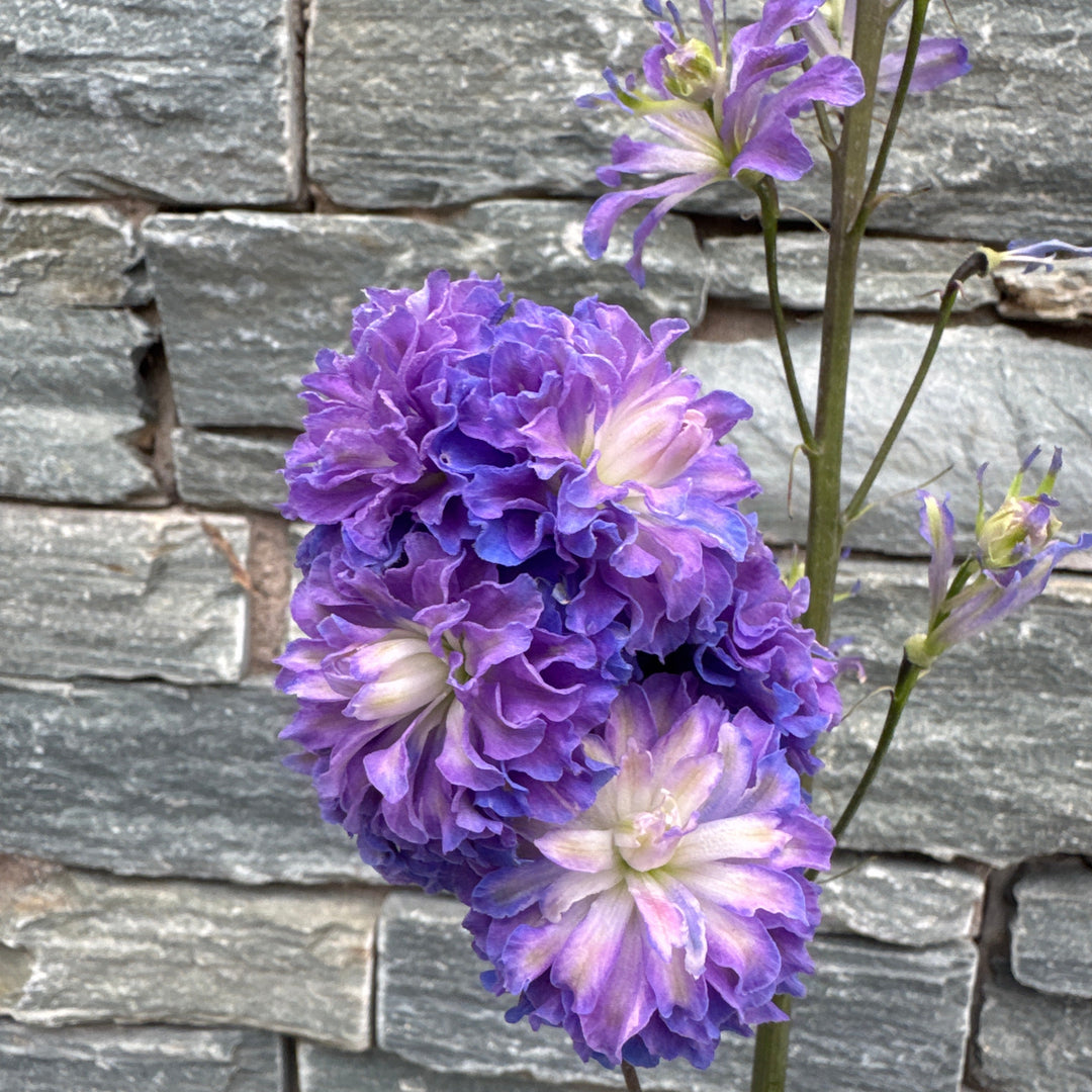 Delphinium Highlander Bolero 3ltr pots