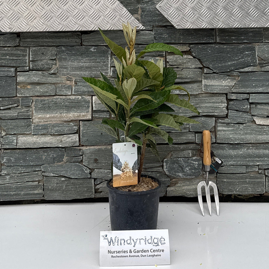 Eriobotrya Japonica P21 - Shrubs - Windyridge Garden Centre