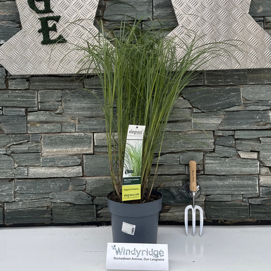 Miscanthus Sin. 'Gracillimus' 50-70 Cm. - Herbaceous - Windyridge Garden Centre