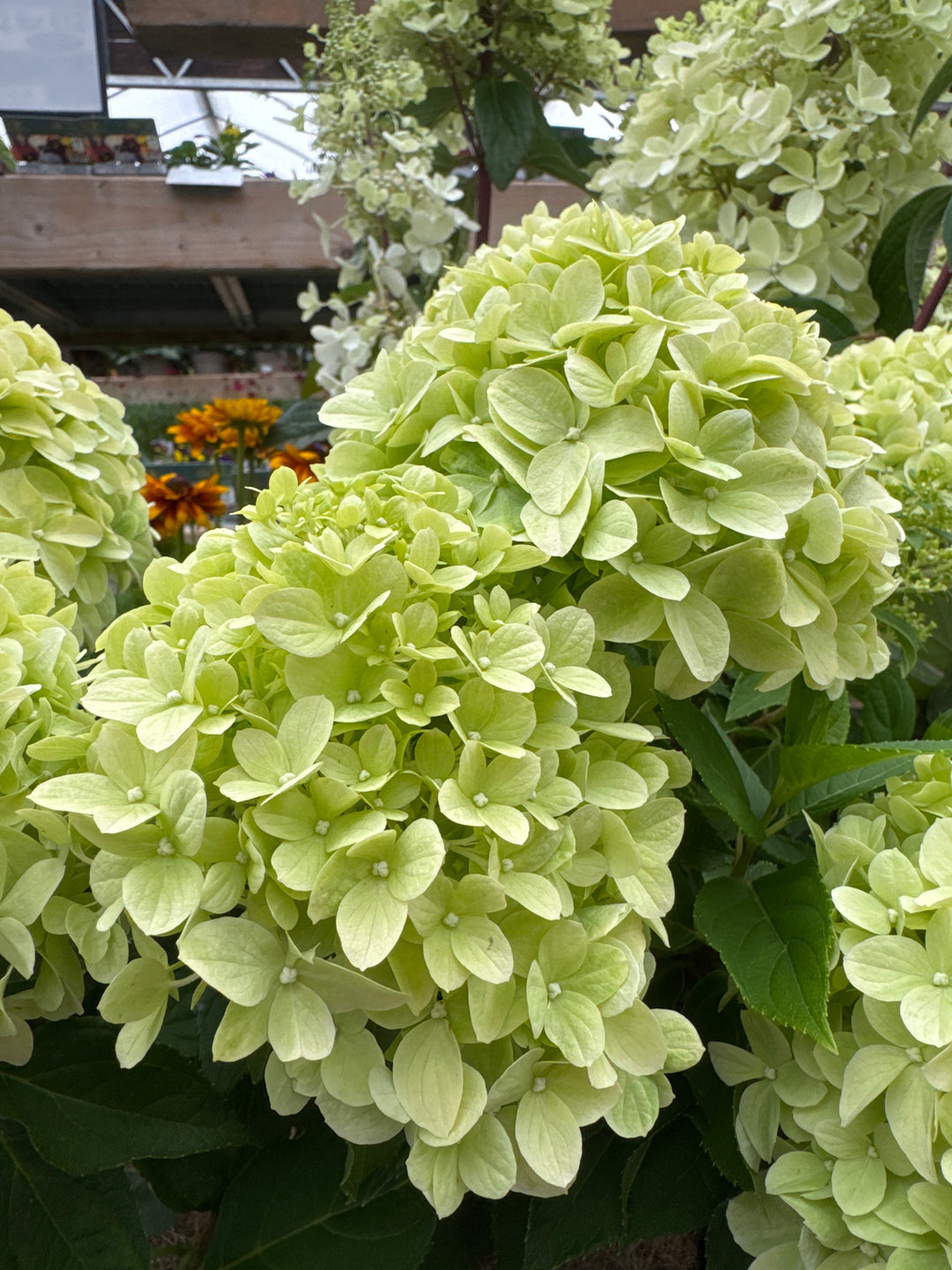 HYDRANGEA pan. 'Little Spooky'