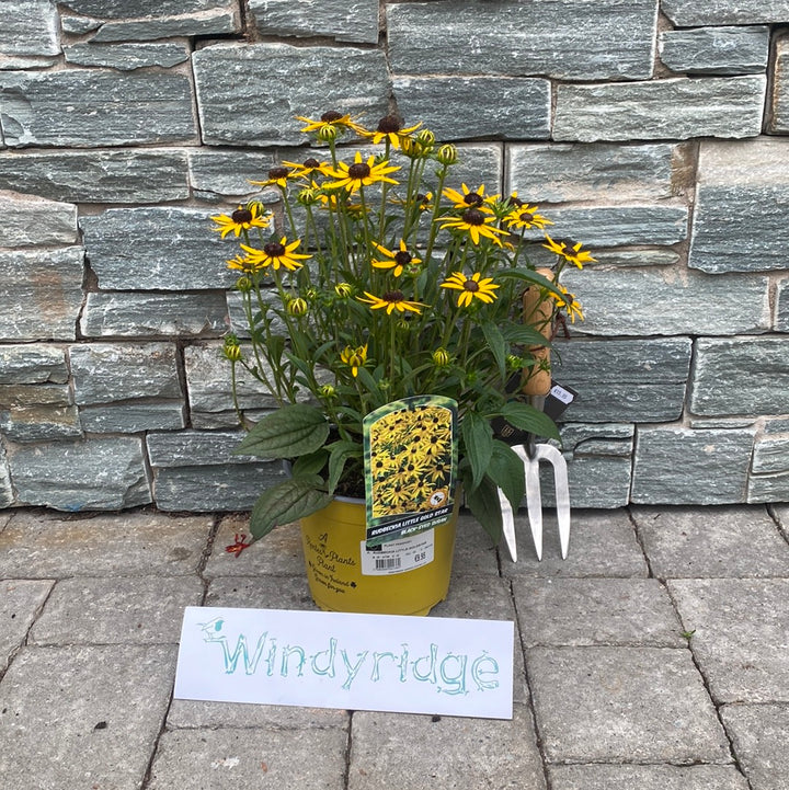 RUDBECKIA SULL. LITTLE GOLDSTAR