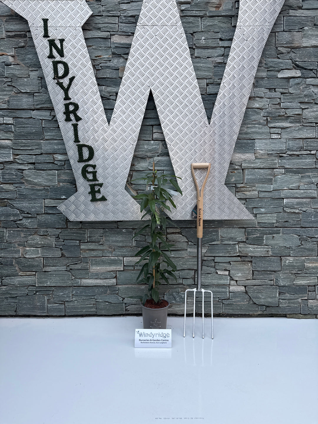 CLEMATIS ARMANDII SNOWDRIFT