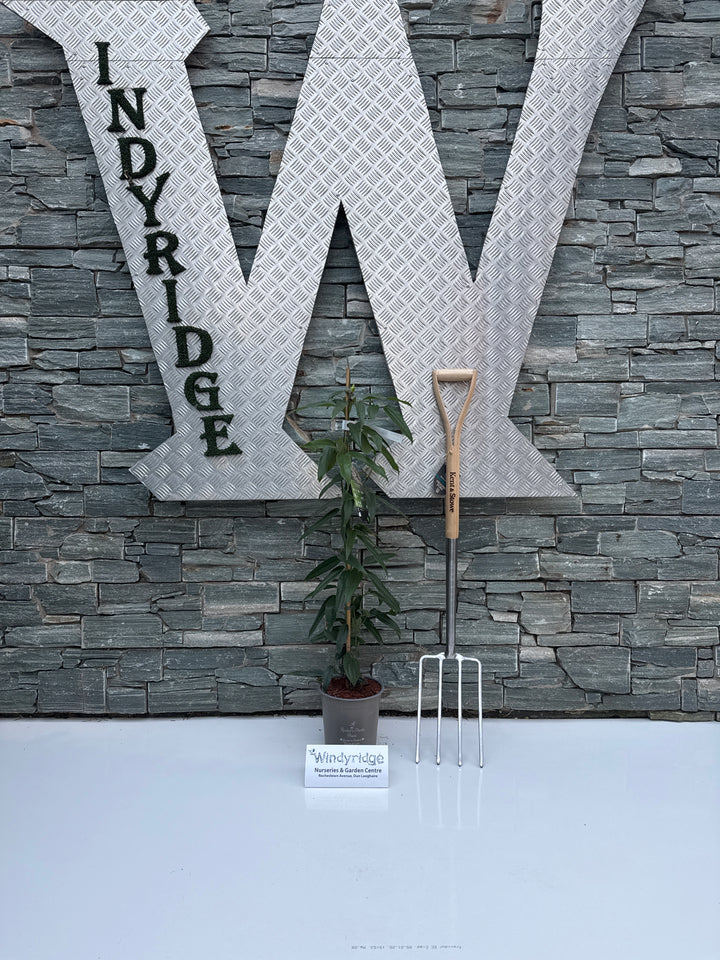 CLEMATIS ARMANDII SNOWDRIFT