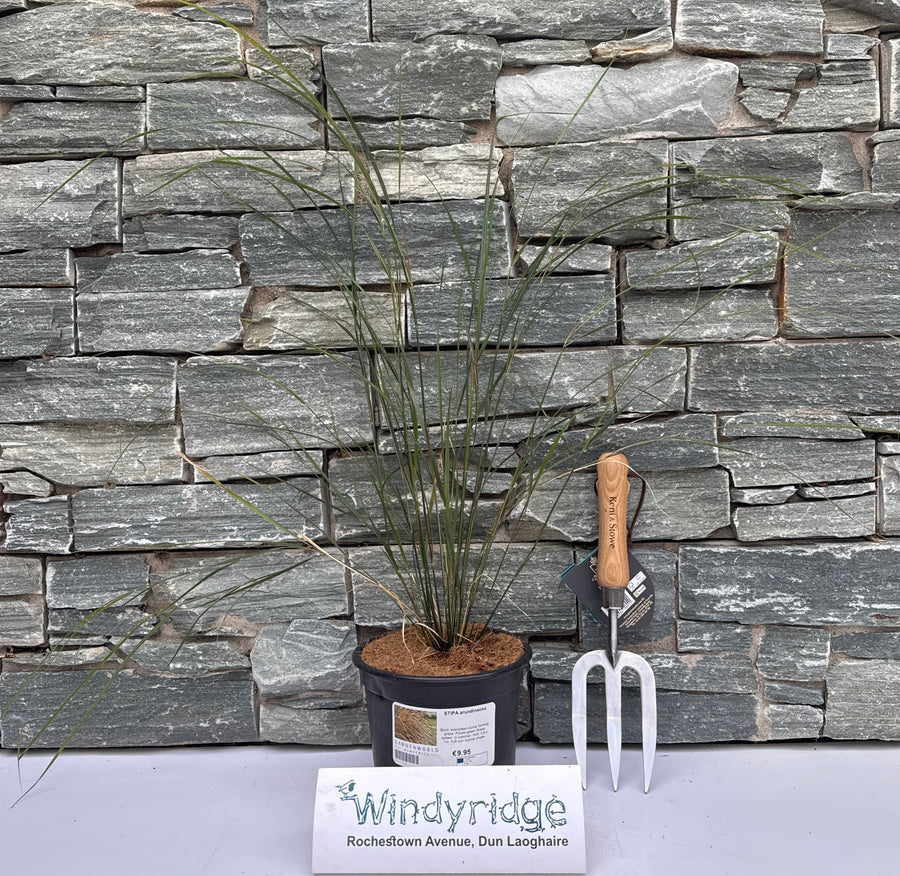 Stipa Arundinacea - Herbaceous - Windyridge Garden Centre