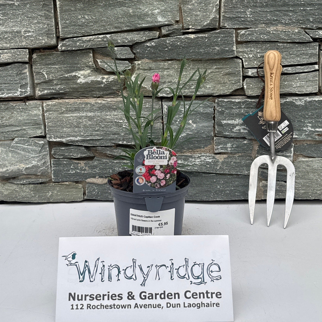 DIANTHUS Capitan Cook - Bedding - Windyridge Garden Centre