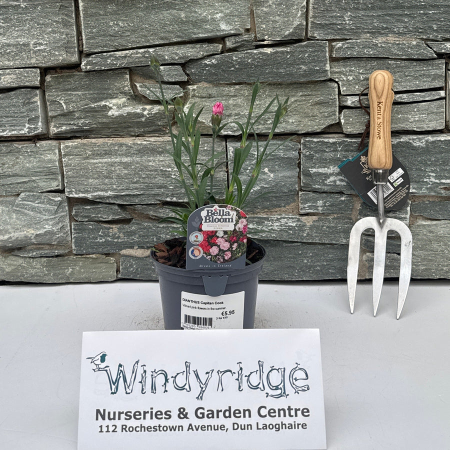 DIANTHUS Capitan Cook - Bedding - Windyridge Garden Centre