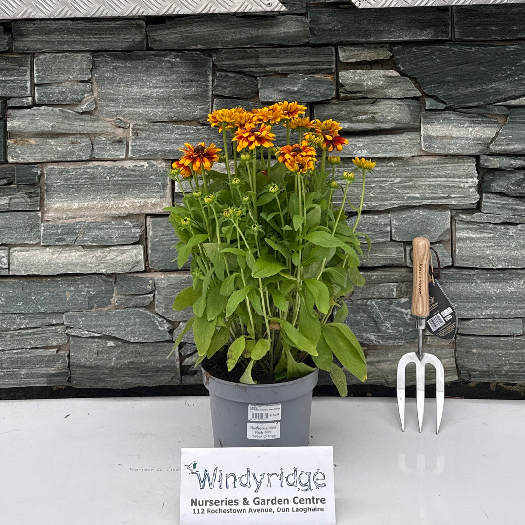 Rudbeckia Rudy Mini Yellow Orange