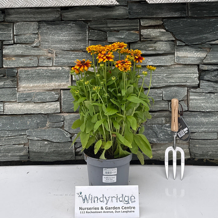 Rudbeckia Rudy Mini Yellow Orange