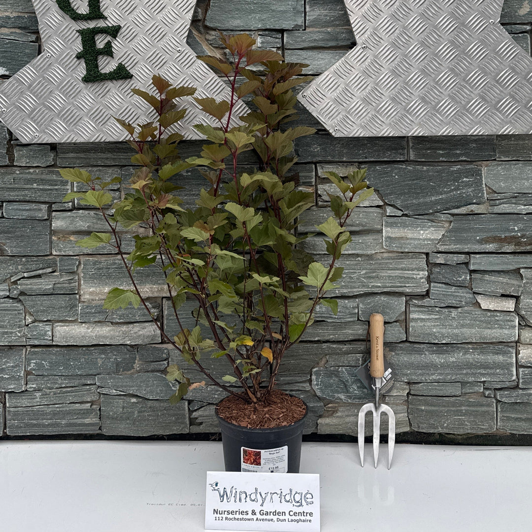 PHYSOCARPUS op. 'Magic Ball' 3L