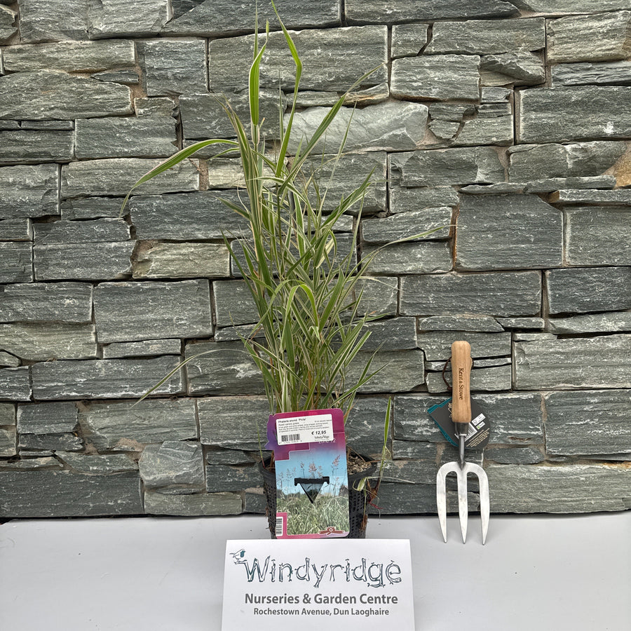 Phalaris Arund. Picta  18 Cm Aquatic Basket - Herbaceous - Windyridge Garden Centre
