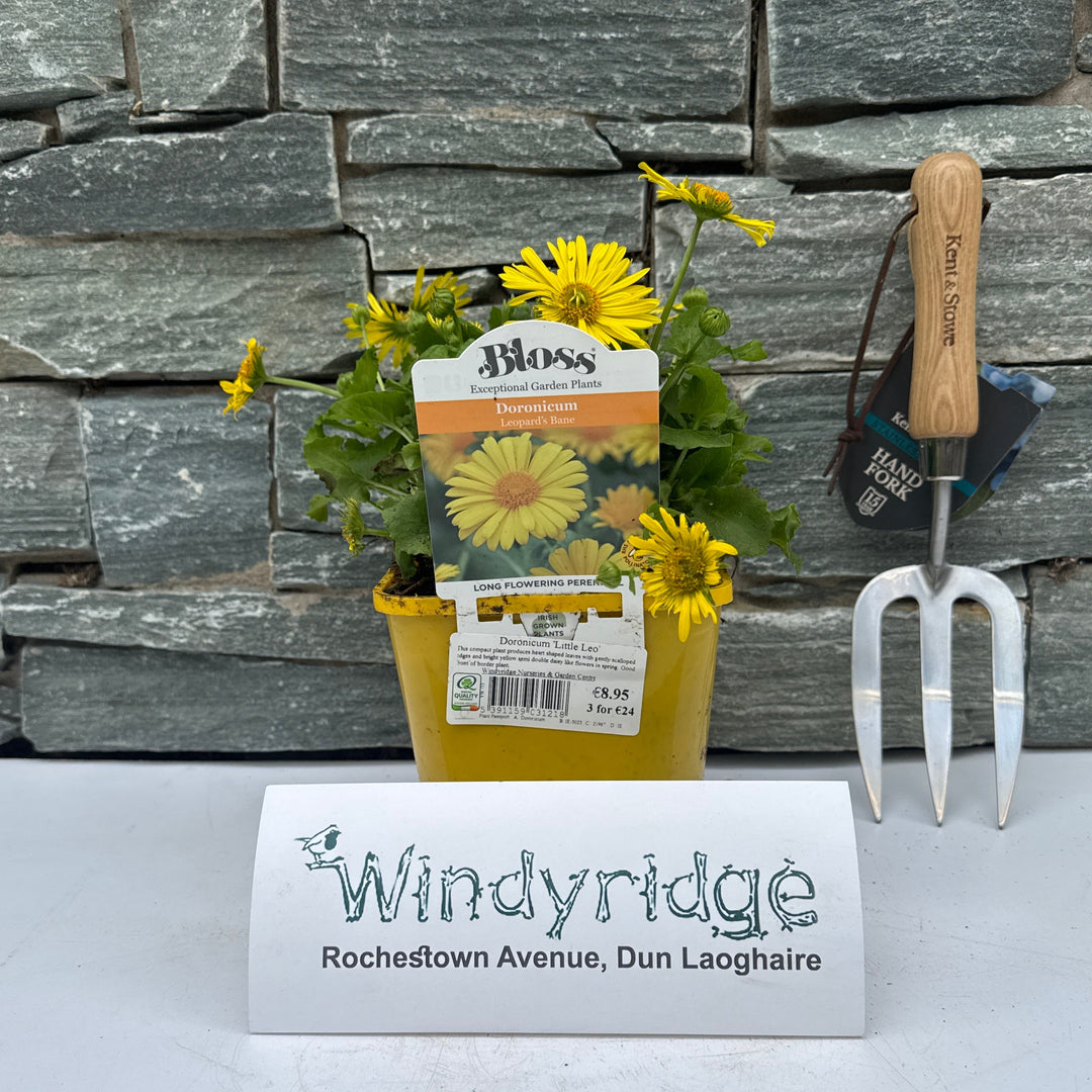 Doronicum Little Leo