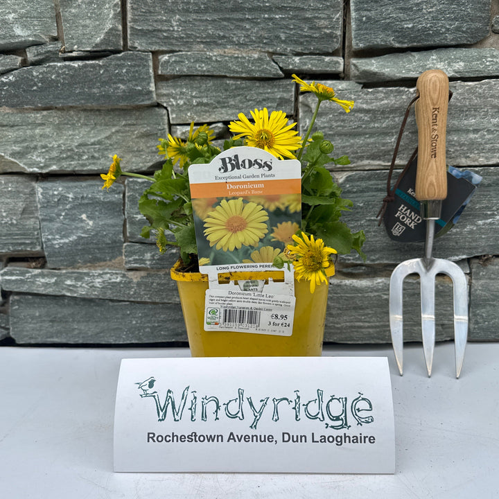 Doronicum Little Leo