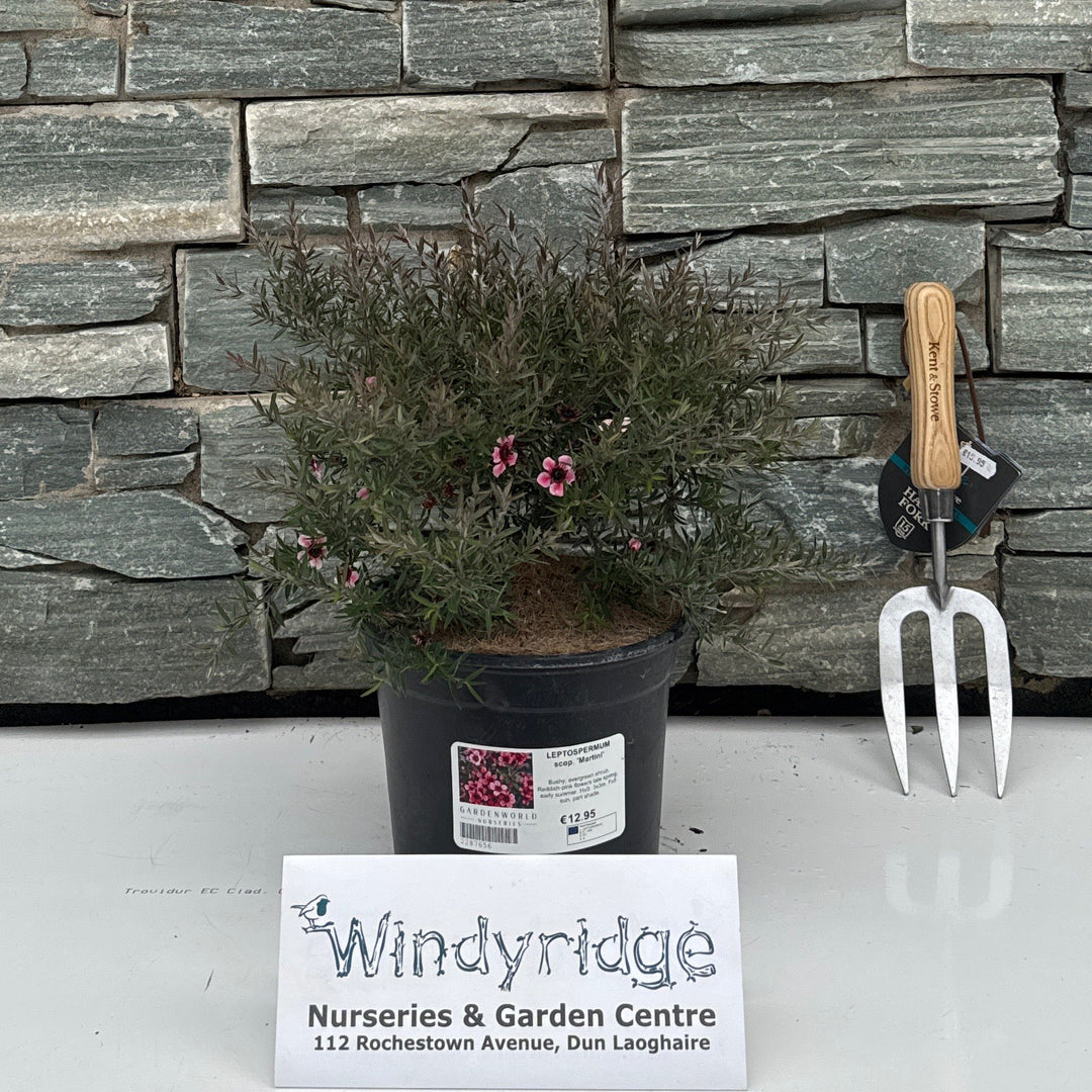 LEPTOSPERMUM scop. 'Martini' 3L