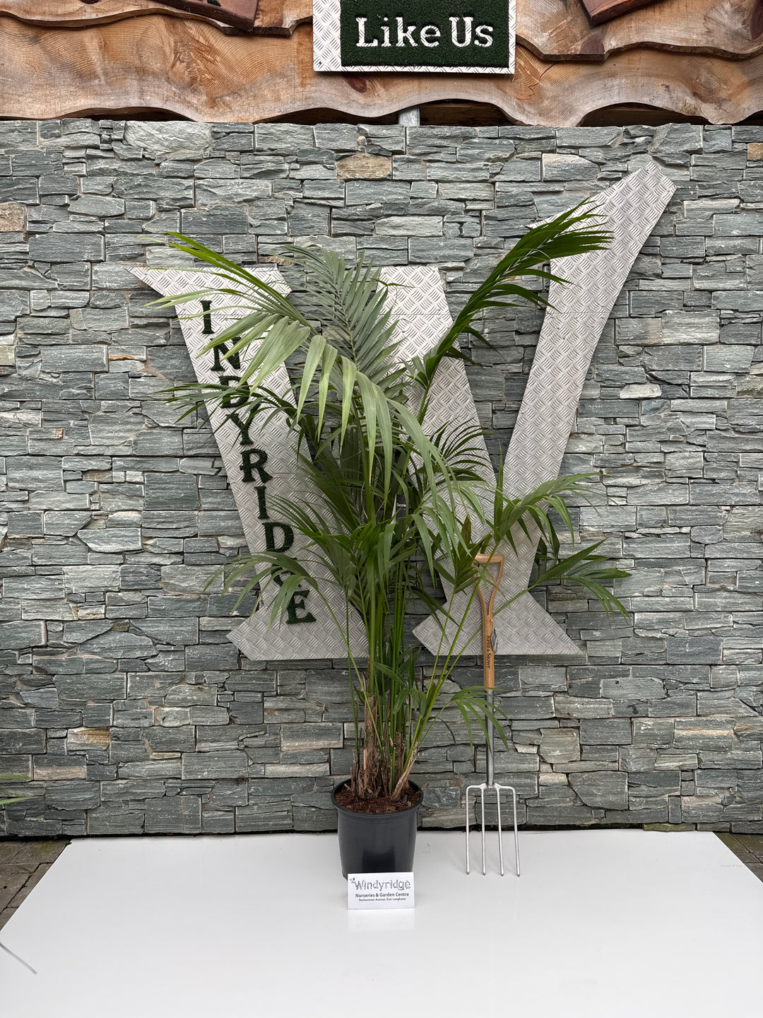 Howea forsteriana P32 - 200 CM