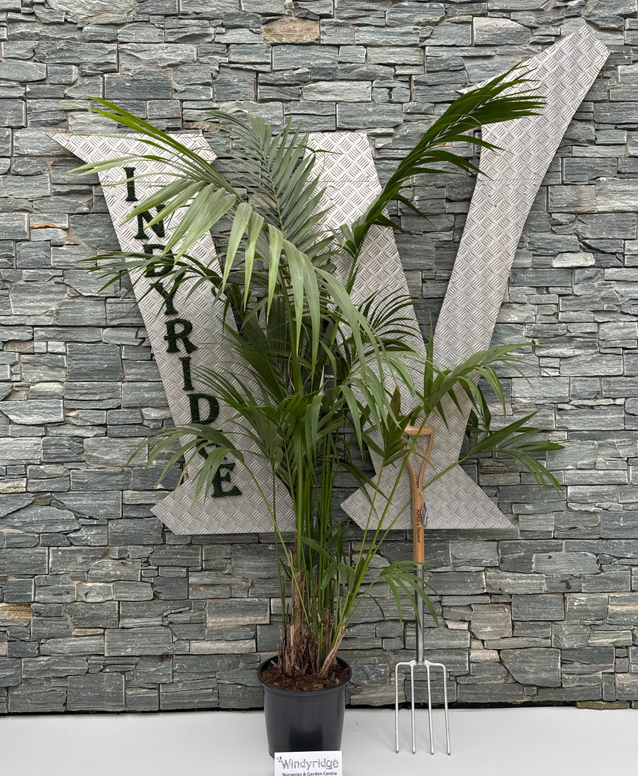 Howea Forsteriana P32 - 200 Cm - Indoor Plants - Windyridge Garden Centre