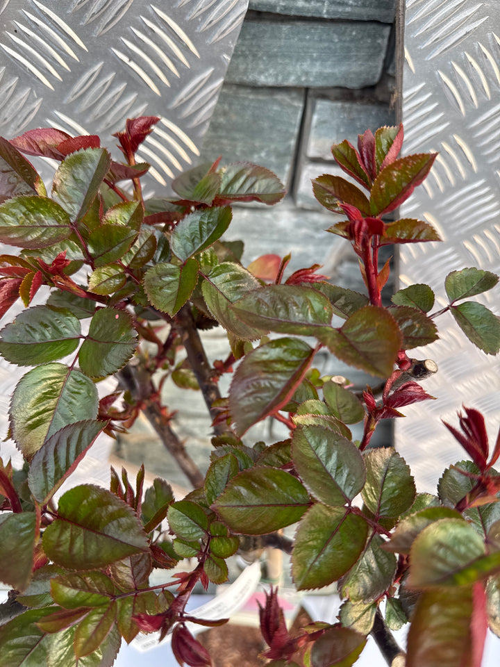 ROSA PRECIOUS RUBY Std 10ltr