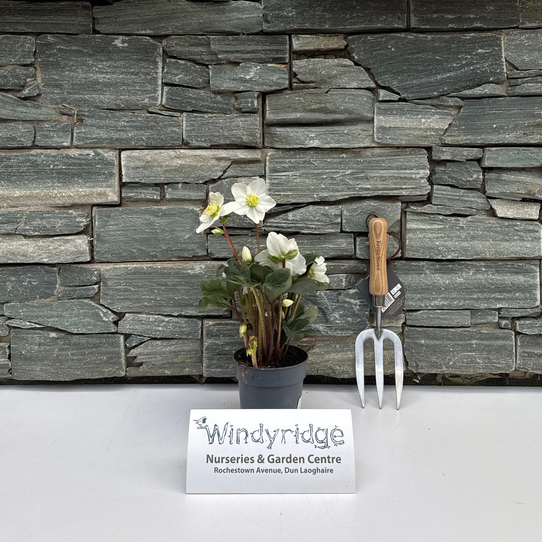 Helleborus Christmas Carol  P12  grade XL